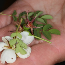 Rosa spinosissima (syn. Rosa pimpenellifolia), Rosier à feuilles de Boucage, Petit Salève (Monnetier-Mornex, 74), ©Photo Alain Benard
