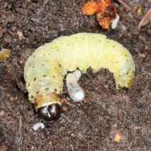 Chenille à identifier trouvée dans une fourmilière