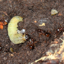 Chenille à identifier trouvée dans une fourmilière, Petit Salève (Monnetier-Mornex, 74), ©Photo Alain Benard