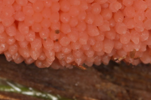 Tubifera ferruginosa, Tubifère ferrugineux, plasmode avec un début de changement de couleur (taches brunes) indiquant l'avancée de la fructification, 13/08 21h24