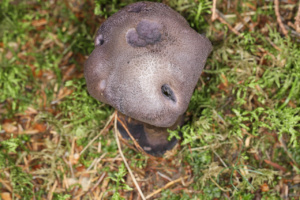 Cortinarius violaceus, Cortinaire violet, La Pesse (Onnion, 74), ©Photo Alain Benard