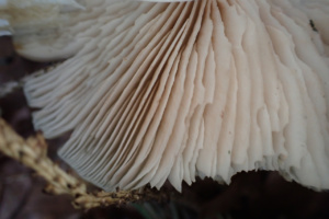 Entoloma rhodopolium, Entolome rose-gris, Le Nantey, Route de la Barliette (Arâches-la-Frasse, 74), ©Photo Alain Benard