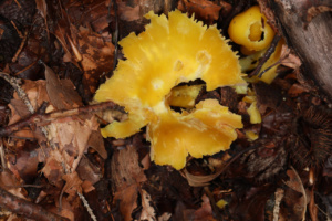 Hygrocybe quieta, Hygrophore tranquille, La Pesse (Onnion, 74), ©Photo Alain Benard