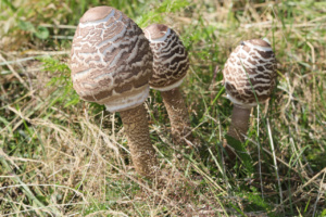 Macrolepiota procera ; Lépiote élevée, Grande coulemelle ; La Pesse (Onnion, 74), ©Photo Alain Benard