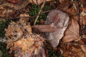 Mycena pelianthina, Mycène gris-violet ; Odeur forte radis (ou autre comme javel) ; La Pesse (Onnion, 74), ©Photo Alain Benard