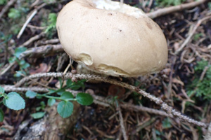 Tylopilus felleus, Bolet chicotin, Le Nantey, Route de la Barliette (Arâches-la-Frasse, 74), ©Photo Alain Benard