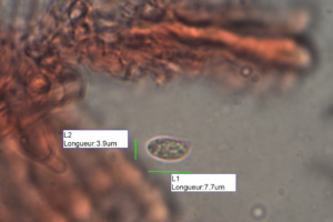 Clitocybe metachroa, Clitocybe à centre brun, Bas Semnoz (Sévrier, 74), ©Photo Alain Benard