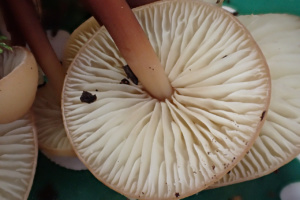 Collybia erythropus, Collybie à pied rouge, Bas-Semnoz (Sévrier, 74), ©Photo Alain Benard