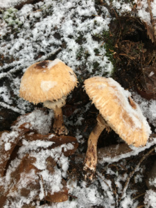 Chlorophyllum rhacodes (=Macrolepiota rhacodes), Lépiote déguenillée, Bas Semnoz (Sévrier, 74), ©Photo Didier Hamerel
