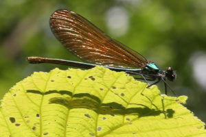 Calopteryx (certainement virgo), Bois des Fournets (Amancy, 74), ©Photo Alain Benard