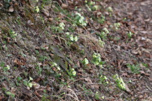 Primula vulgaris ; Primevère commune, Primevère acaule ; Artaz-Pont-Notre-Dame (74), ©Photo Alain Benard