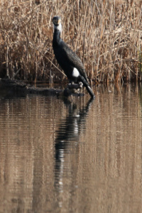 Phalacrocorax carbo, Grand Cormoran (plumage nuptial), Lac de Motte Longue (Bonneville, 74), ©photo Alain Benard