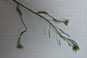 Arabidopsis thaliana ; Fausse arabette de Thalius, Arabette de Thalius, Arabette des dames ; Séance 6 avril 2022