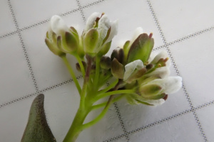 Microthlaspi perfoliatum ; Petit-tabouret perfolié, Kandide perfoliée, Tabouret perfolié ; Séance du 6 avril 2022