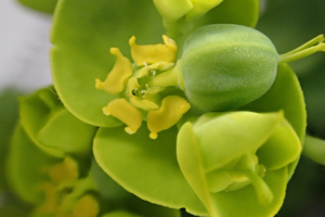 Euphorbia myrsinites ; Euphorbe de Corse ; Séance du 6 avril 2022