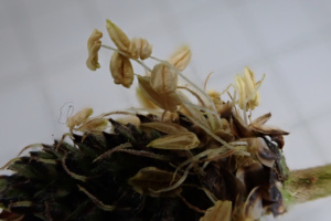 Plantago lanceolata ; Plantain lancéolé, Herbe-aux-cinq-coutures, herbe-à-cinq-côtes ; Séance du 6 avril 2022
