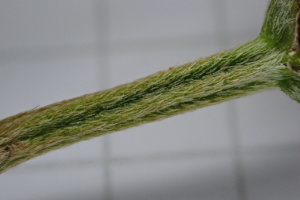 Plantago lanceolata ; Plantain lancéolé, Herbe-aux-cinq-coutures, herbe-à-cinq-côtes ; Séance du 6 avril 2022
