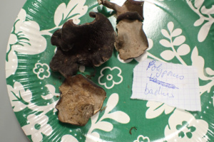Polyporus picipes (=Polyporus badius) ; Polypore bai