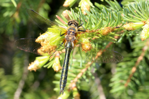 Cordulia aenea (femelle immature), Cordulie bronzée (La), Bois des Fournets (Amancy, 74), ©Photo Alain Benard