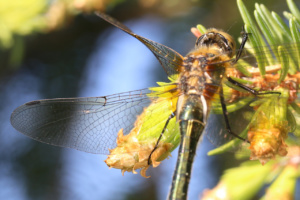 Cordulia aenea (femelle immature), Cordulie bronzée (La), Bois des Fournets (Amancy, 74), ©Photo Alain Benard
