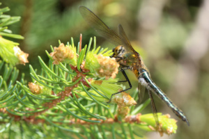 Cordulia aenea (femelle immature), Cordulie bronzée (La), Bois des Fournets (Amancy, 74), ©Photo Alain Benard