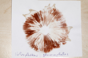 Sporée brun rosé de Volvopluteus gloiocephalus ; Volvaire gluante ; Arenthon (74), ©Photo Alain Benard