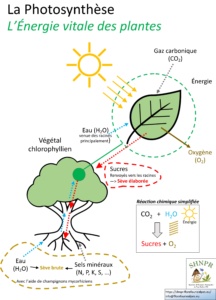 Poster Photosynthèse simplifiée