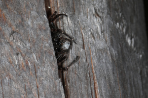 Nuctenea umbratica ; Araignée des fissures ou Épeire des fissures ou Épeire nocturne ; La Balme-de-Thuy ; ©Photo Alain Benard