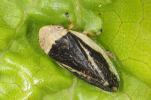 Philaenus spumarius ; Philène spumeuse, Cicadelle écumeuse (crachat de coucou) ; Saint-Laurent (74) ; ©Photo Alain Benard