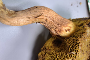 Xerocomus ferrugineus ; Bolet ferrugineux ; Amancy, Bois des Fournets (74) ; ©Photo Alain Benard
