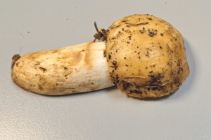 Russula foetens ; Russule fétide ; Fillière, La Sapinière (74) ; ©Photo Alain Benard
