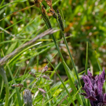 Photo prise hors Haute-Savoie ; Bartsia alpina (Bartsie des Alpes) et Carex panicea (Laîche panic) ; Le Coettet, Lac Blanc - Parking de Bellecombe Val-Cenis (73) ; ©Photo Alain Benard