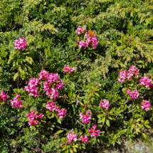 Photo prise hors Haute-Savoie ; Rhododendron ferrugineum ; Rhododendron ferrugineux, Laurier-rose des Alpes ; Le Coettet, Lac Blanc - Parking de Bellecombe Val-Cenis (73) ; ©Photo Alain Millet