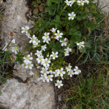 Photo prise hors Haute-Savoie ; Cerastium arvense subsp. strictum ; Céraiste raide ; Le Coettet, Lac Blanc - Parking de Bellecombe Val-Cenis (73) ; ©Photo Alain Millet