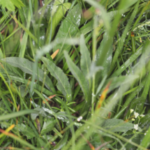 Photo prise hors Haute-Savoie ; Phyteuma betonicifolium ; Raiponce à feuilles de bétoine ; Le Coettet, Lac Blanc - Parking de Bellecombe Val-Cenis (73) ; ©Photo Alain Benard