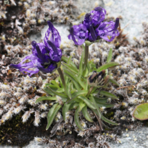 Photo prise hors Haute-Savoie ; Phyteuma globulariifolium subsp. pedemontanum ; Raiponce du Piémont ; Le Coettet, Lac Blanc - Parking de Bellecombe Val-Cenis (73) ; ©Photo Alain Benard