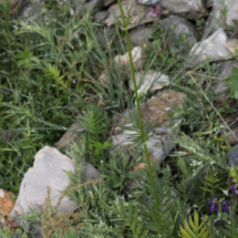 Photo prise hors Haute-Savoie ; Valeriana officinalis ; Valériane officinale ; Le Coettet, Lac Blanc - Parking de Bellecombe Val-Cenis (73) ; ©Photo Alain Benard