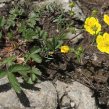 Photo prise hors Haute-Savoie ; Potentilla grandiflora ; Potentille à grandes fleurs ; Le Coettet, Lac Blanc - Parking de Bellecombe Val-Cenis (73) ; ©Photo Alain Benard