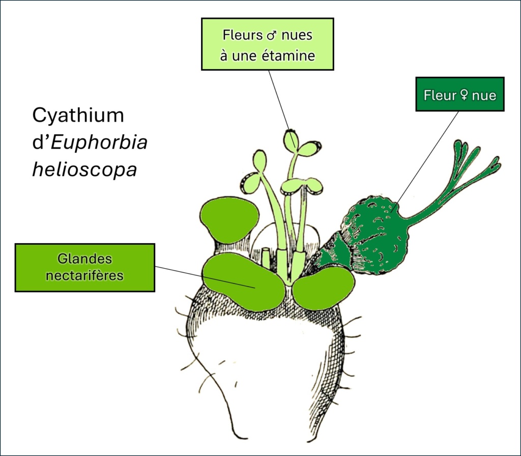 Cyathium d'Euphorbia helioscopa légendé