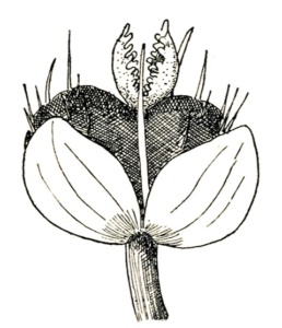 Fleur femelle de Mercurialis (src. : Botanique de R. Chodat, 1907)