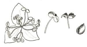 Fleur mâle de Mercurialis (src. : Botanique de R. Chodat, 1907)