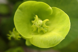 Euphorbia amygdaloides ; Euphorbe faux amandier, Euphorbe des bois, Herbe à la faux ; ©Photo Alain Benard
