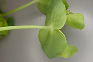 Euphorbia cyparissias ; Euphorbe petit-cyprès, Euphorbe faux cyprès, Petite ésule ; ©Photo Alain Benard