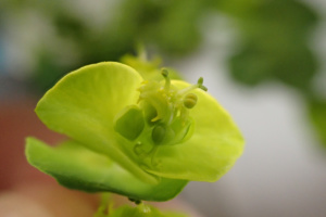 Euphorbia cyparissias ; Euphorbe petit-cyprès, Euphorbe faux cyprès, Petite ésule ; ©Photo Alain Benard