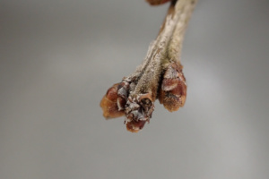 Quercus robur ; Chêne pédonculé, Gravelin, Chêne femelle, Chêne à grappe, Châgne ; ©Photo Alain Benard
