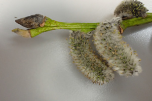Salix daphnoides ; Saule faux daphné, Saule pruineux, Saule noir ; ©Photo Alain Benard