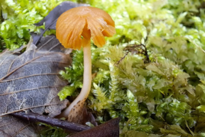 Galerina graminea ; Galère lisse ; Saint-Sixt, Les Granges (74) ; ©Photo Alain Benard