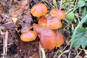 Flammulina velutipes ; Collybie à pied velouté ; Saint-Sixt, Les Granges (74) ; ©Photo Alain Benard