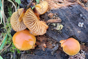 Flammulina velutipes ; Collybie à pied velouté ; Saint-Sixt, Les Granges (74) ; ©Photo Alain Benard