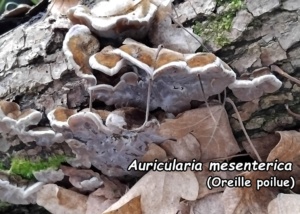 Auricularia mesenterica ; Oreille poilue ; Cranves-Sales, Borly (74) ; ©Photo Murielle Chevalier-Suscillon